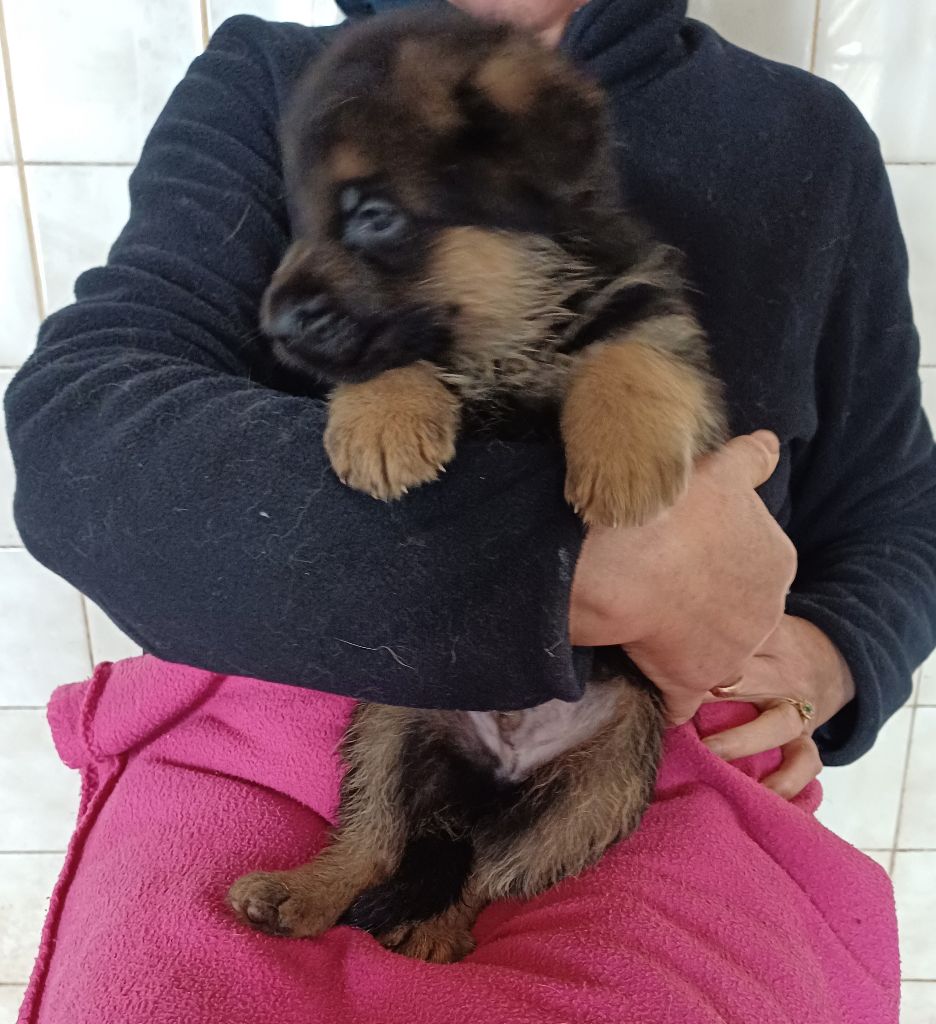 des landes d'argoat - Chiot disponible  - Berger Allemand