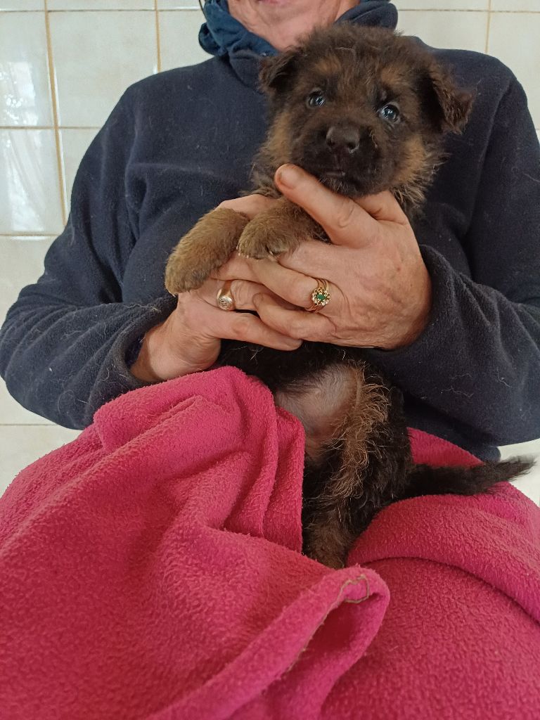 des landes d'argoat - Chiot disponible  - Berger Allemand