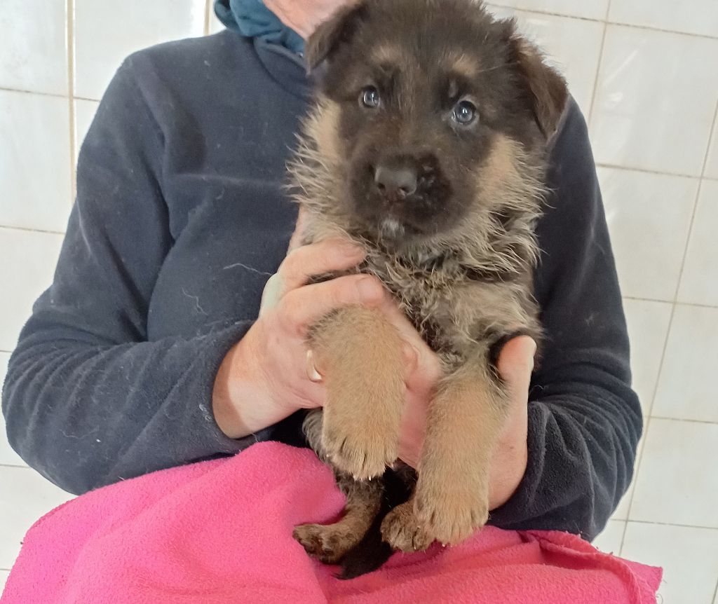 des landes d'argoat - Chiot disponible  - Berger Allemand