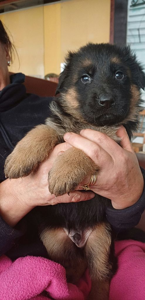 des landes d'argoat - Chiot disponible  - Berger Allemand