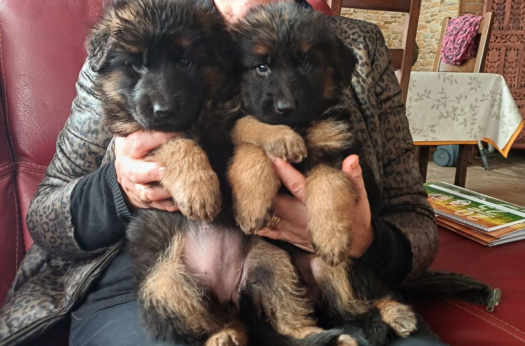 des landes d'argoat - Chiot disponible  - Berger Allemand