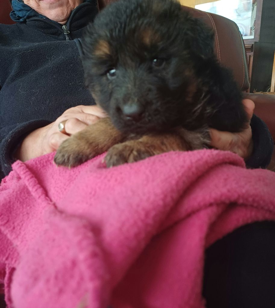 des landes d'argoat - Chiot disponible  - Berger Allemand