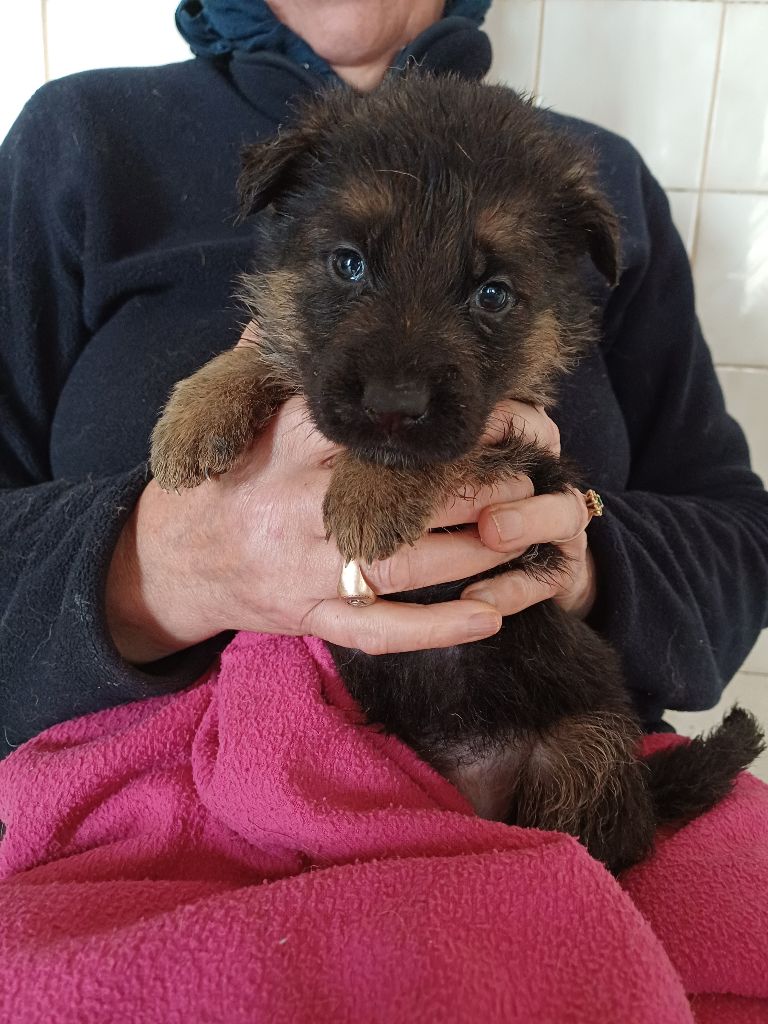 chiot Berger Allemand des landes d'argoat