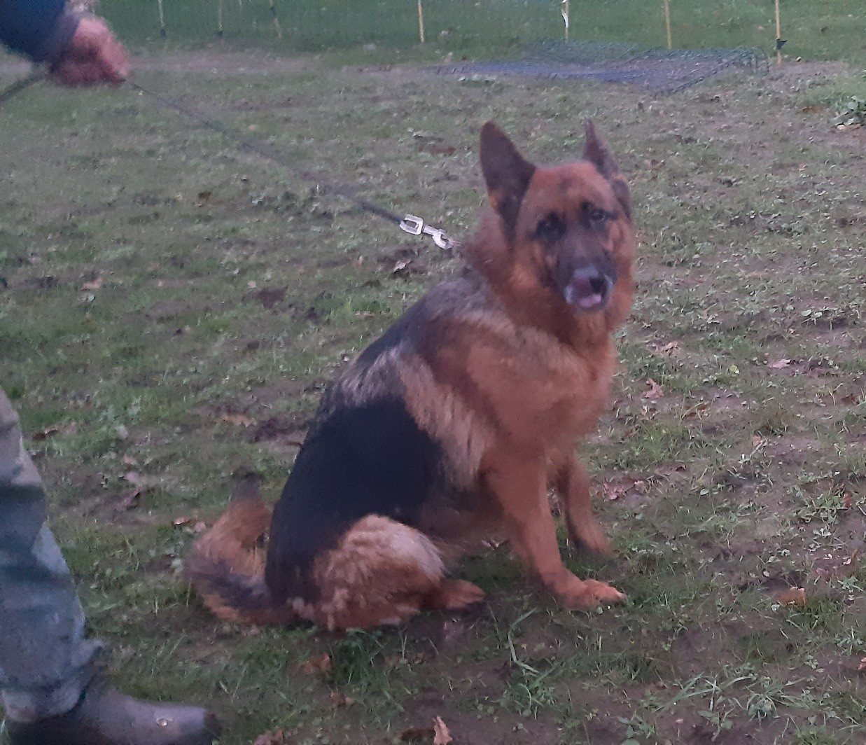 a ceder contre bons soins tres gentille femelle