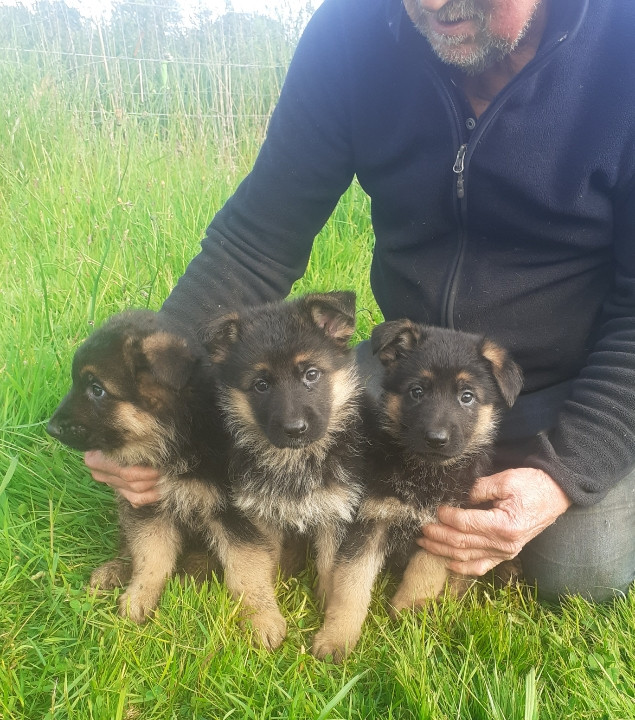 2 tres belles petites femelles a reserver disponibles apres le 15 juin 2026