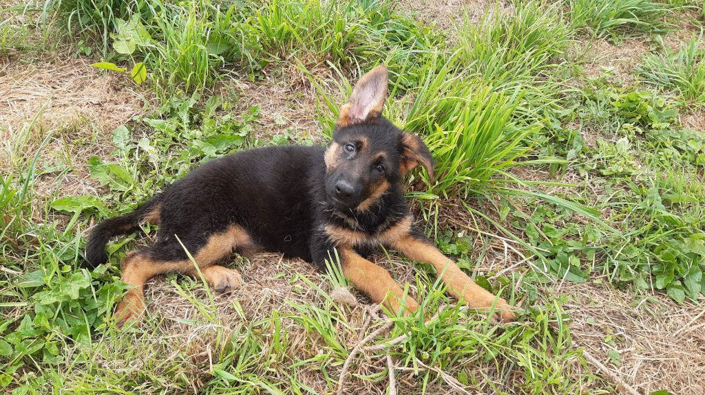 des landes d'argoat - CHIOTS FEMELLES