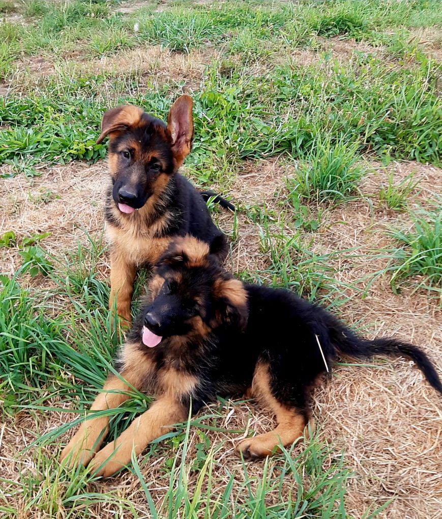 des landes d'argoat - CHIOTS MALES  DISPONIBLES