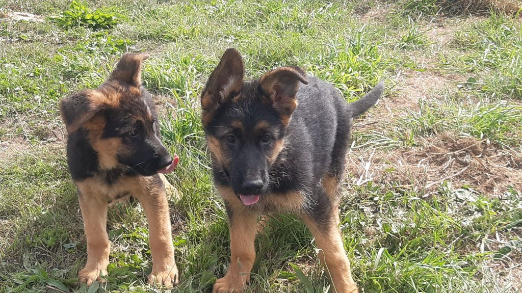 CHIOTS   DISPONIBLES