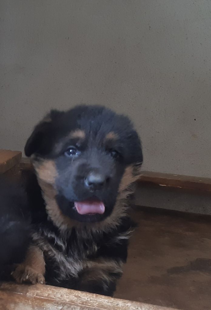 CHIOT  FEMELLE 