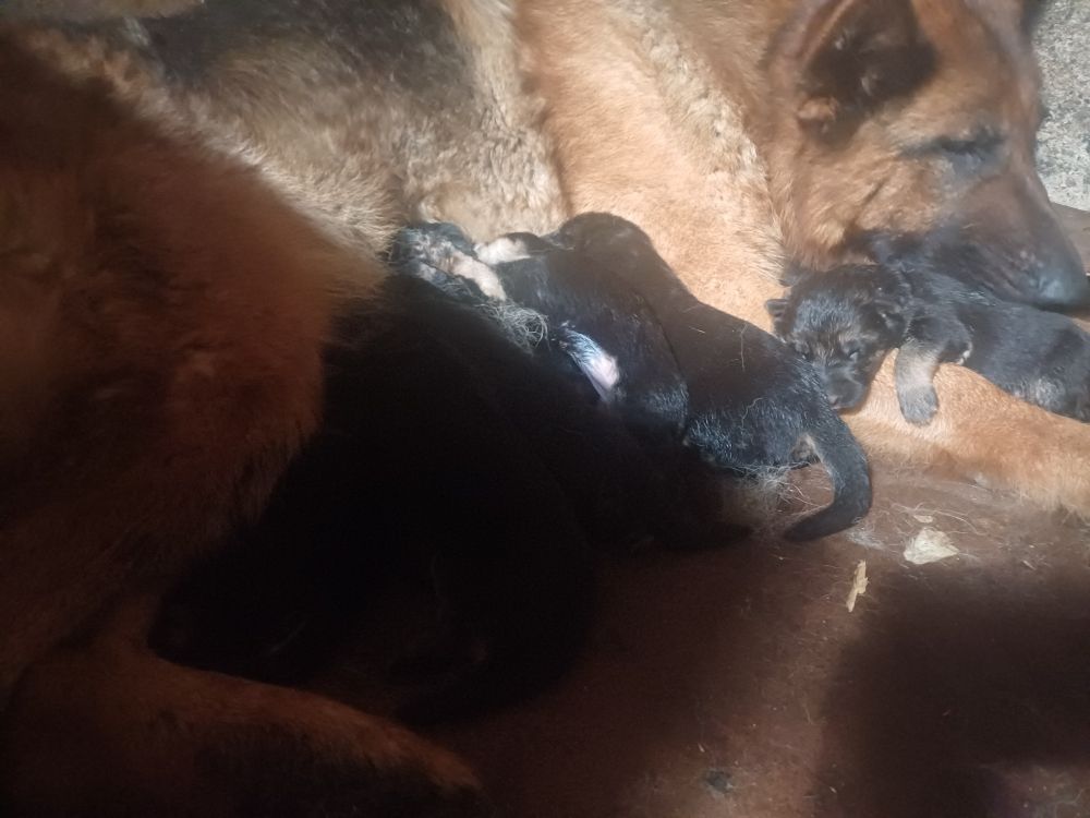chiots a réserver