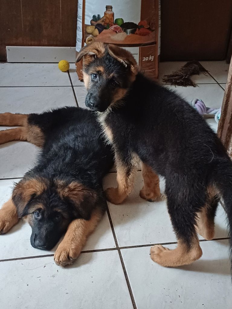 des landes d'argoat - Chiots disponibles - Berger Allemand