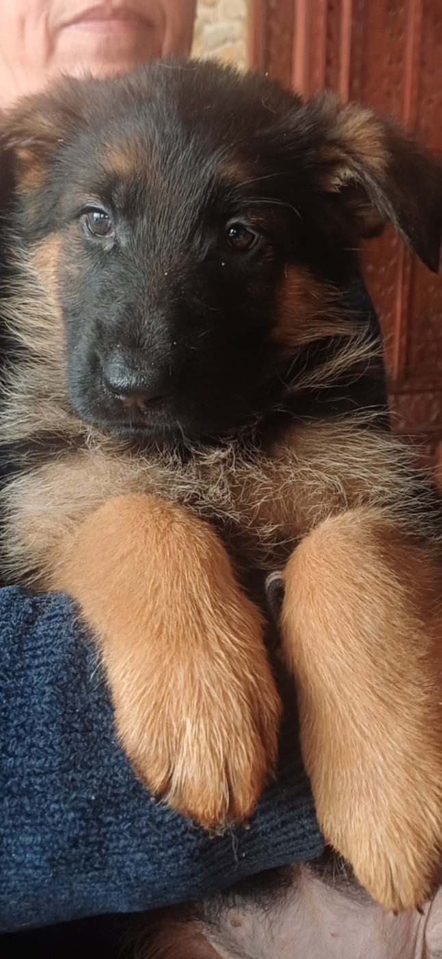 des landes d'argoat - Chiots disponibles - Berger Allemand