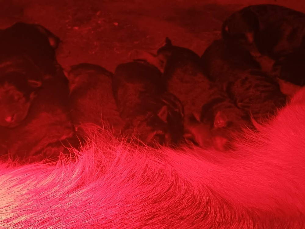 des landes d'argoat - Chiots disponibles - Berger Allemand