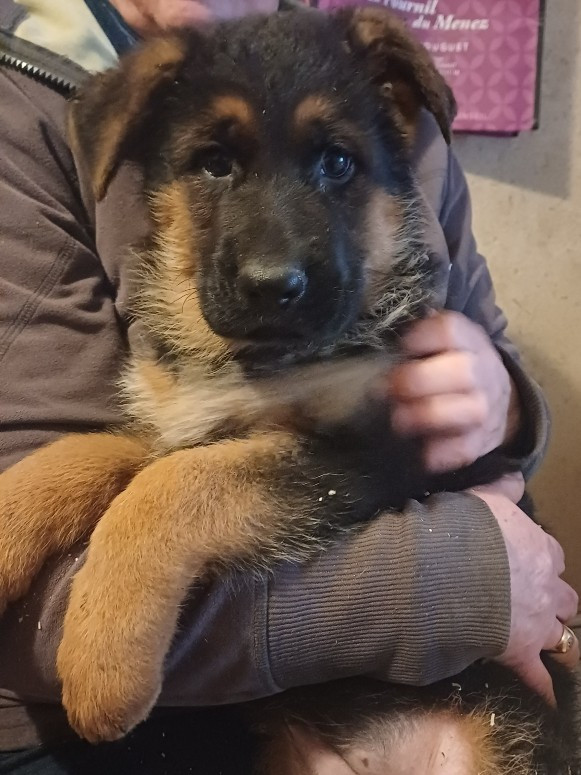 des landes d'argoat - Chiots disponibles - Berger Allemand