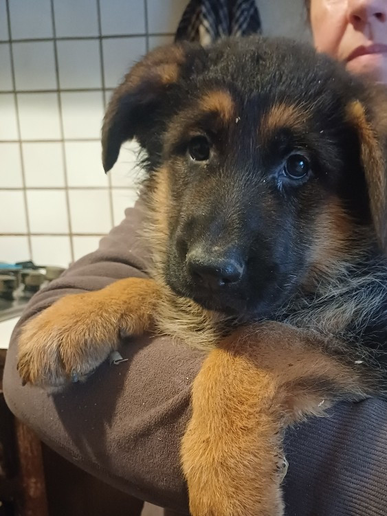 des landes d'argoat - Chiots disponibles - Berger Allemand
