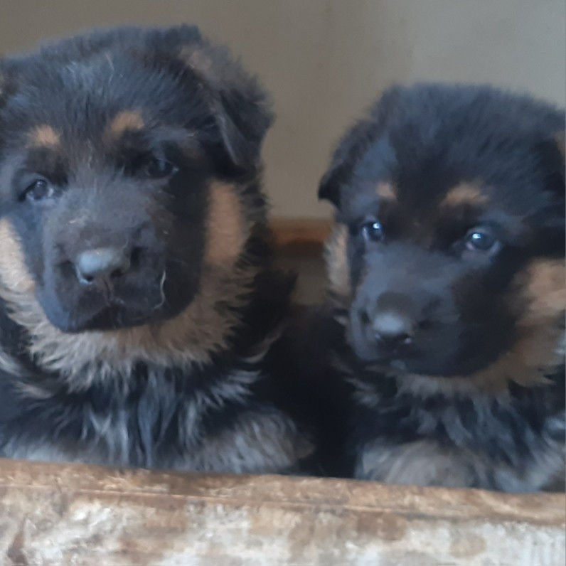 Chiot Berger Allemand des landes d'argoat