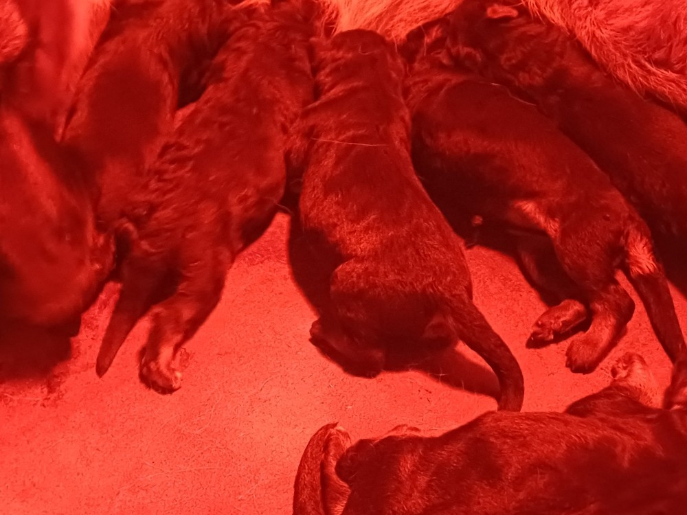 des landes d'argoat - Berger Allemand - Portée née le 09/03/2026