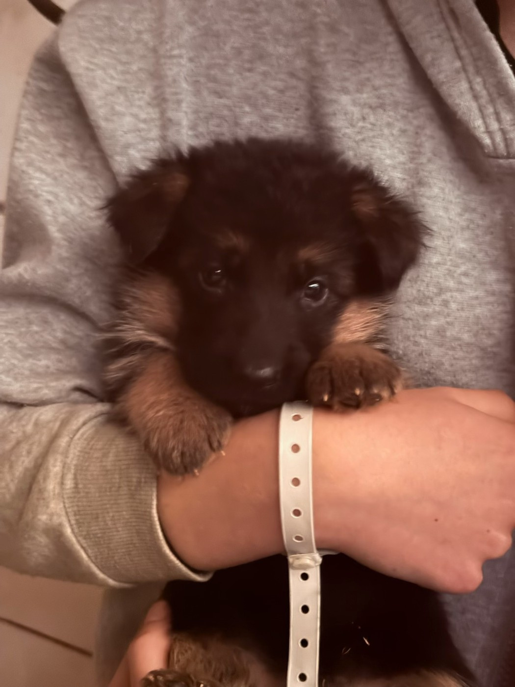 des landes d'argoat - Chiots disponibles - Berger Allemand