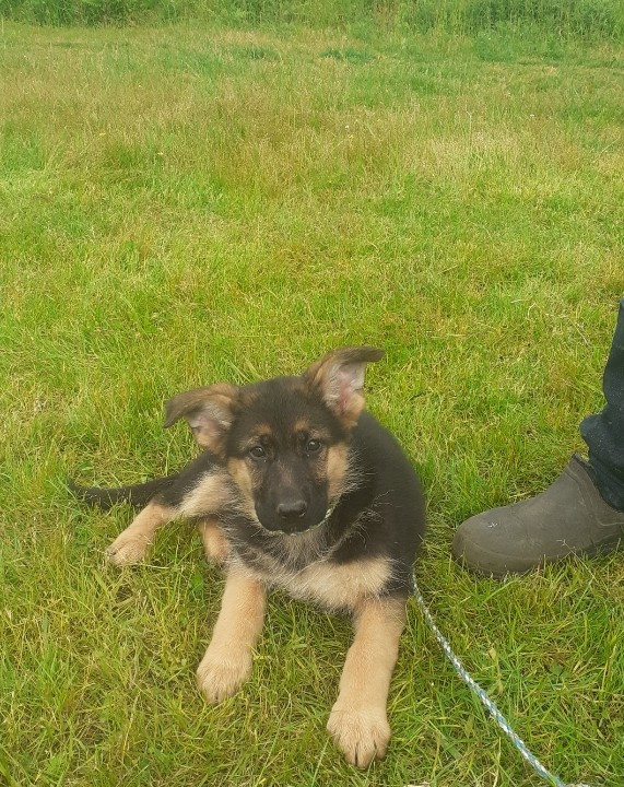 des landes d'argoat - Chiots disponibles - Berger Allemand