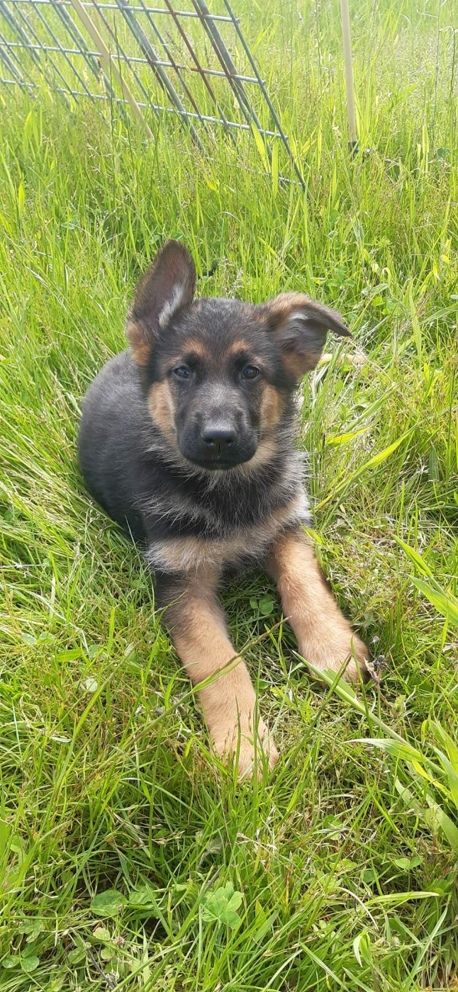 des landes d'argoat - Chiots disponibles - Berger Allemand