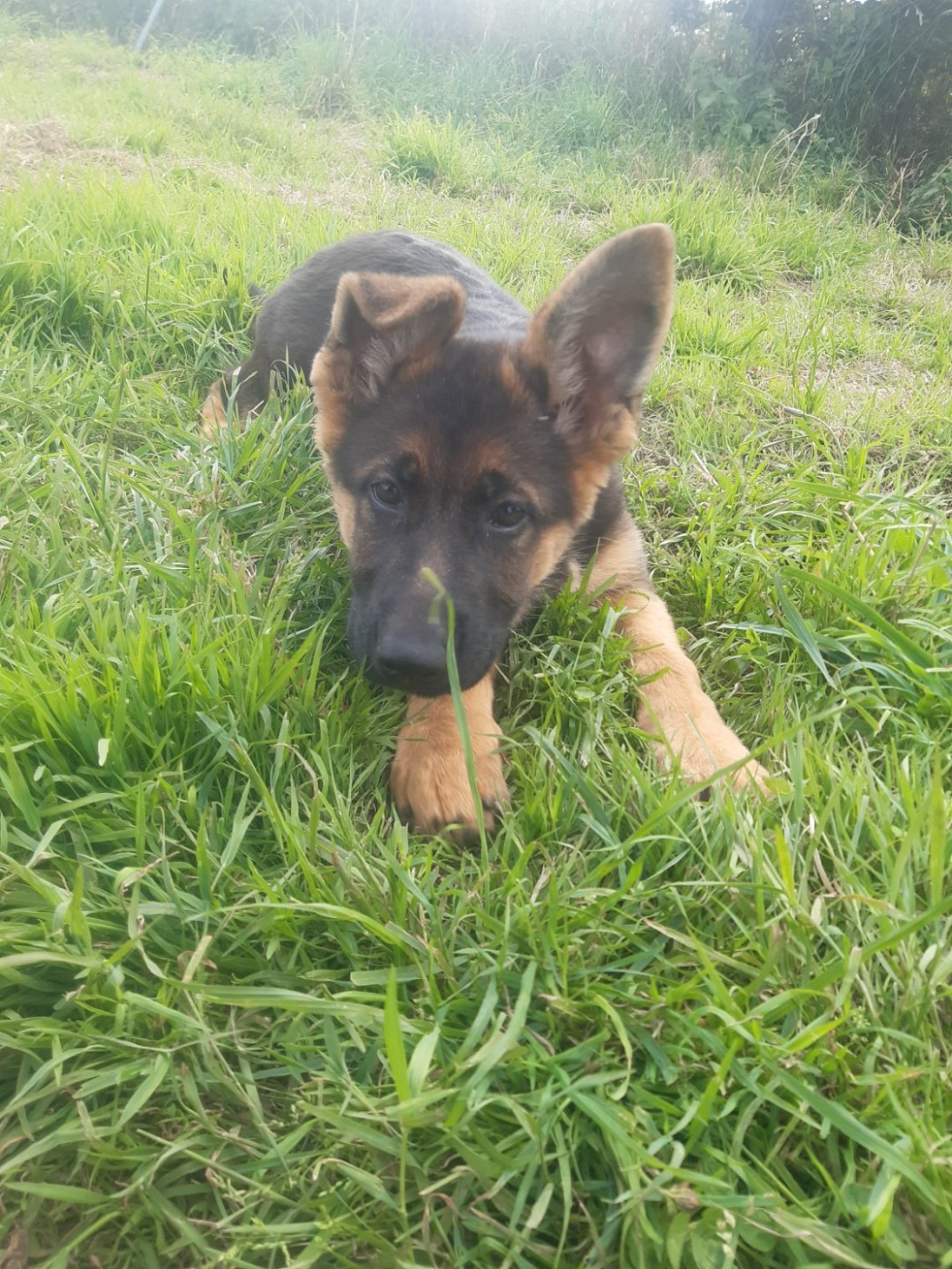 des landes d'argoat - Chiots disponibles - Berger Allemand