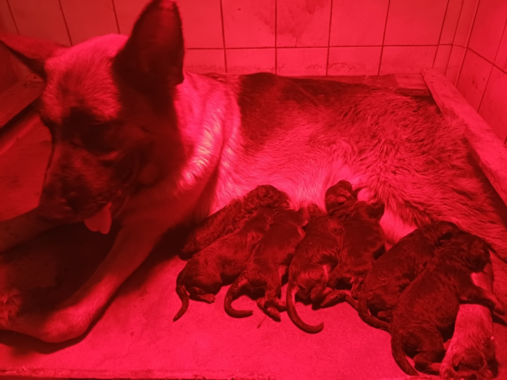 des landes d'argoat - Chiots disponibles - Berger Allemand