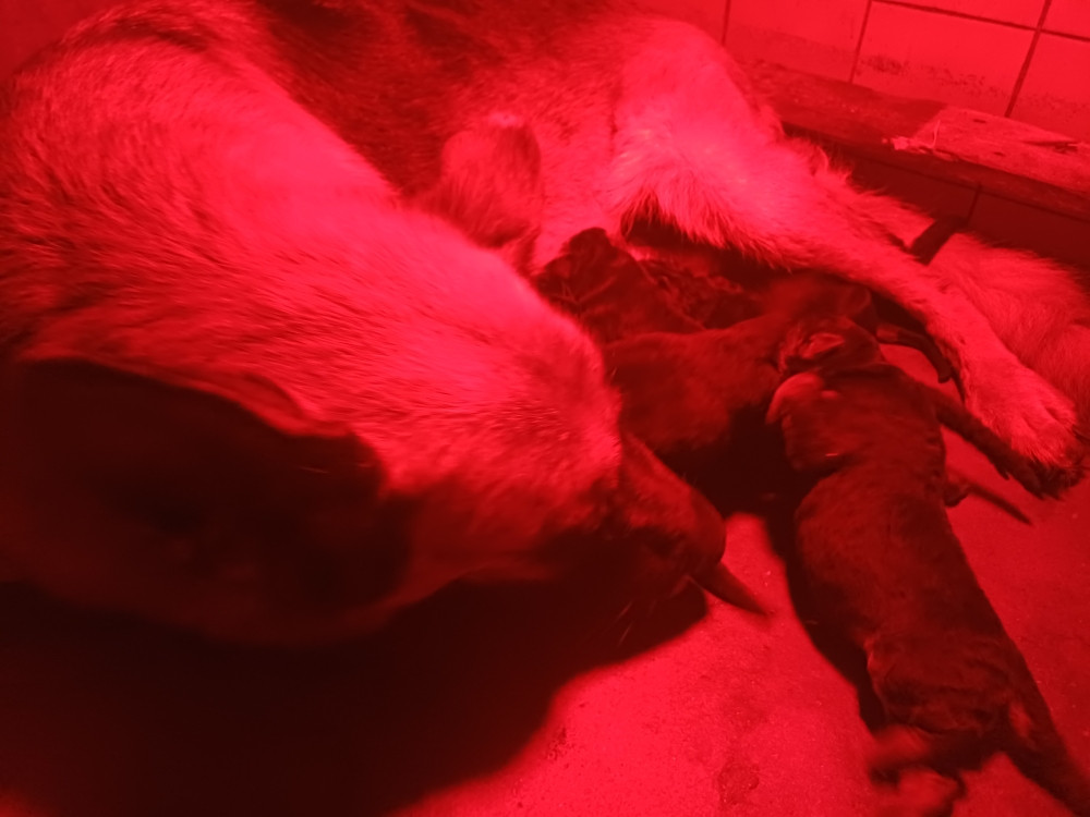 des landes d'argoat - Chiots disponibles - Berger Allemand