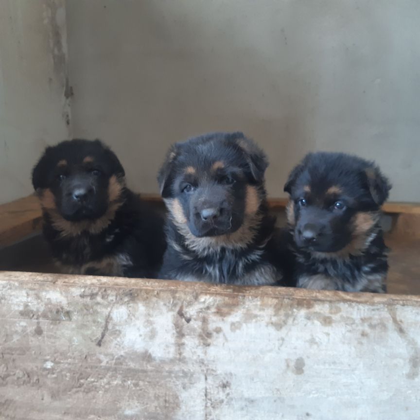 des landes d'argoat - Chiots disponibles - Berger Allemand