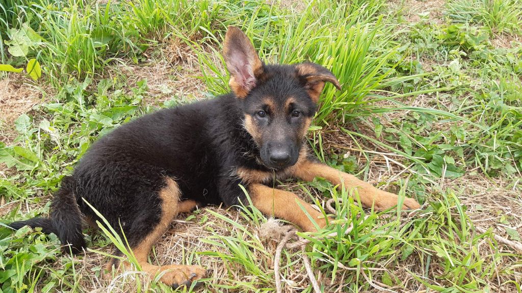des landes d'argoat - Chiots disponibles - Berger Allemand