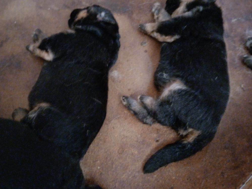 des landes d'argoat - Chiots disponibles - Berger Allemand
