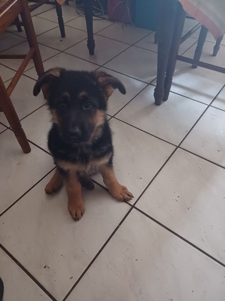 des landes d'argoat - Chiots disponibles - Berger Allemand