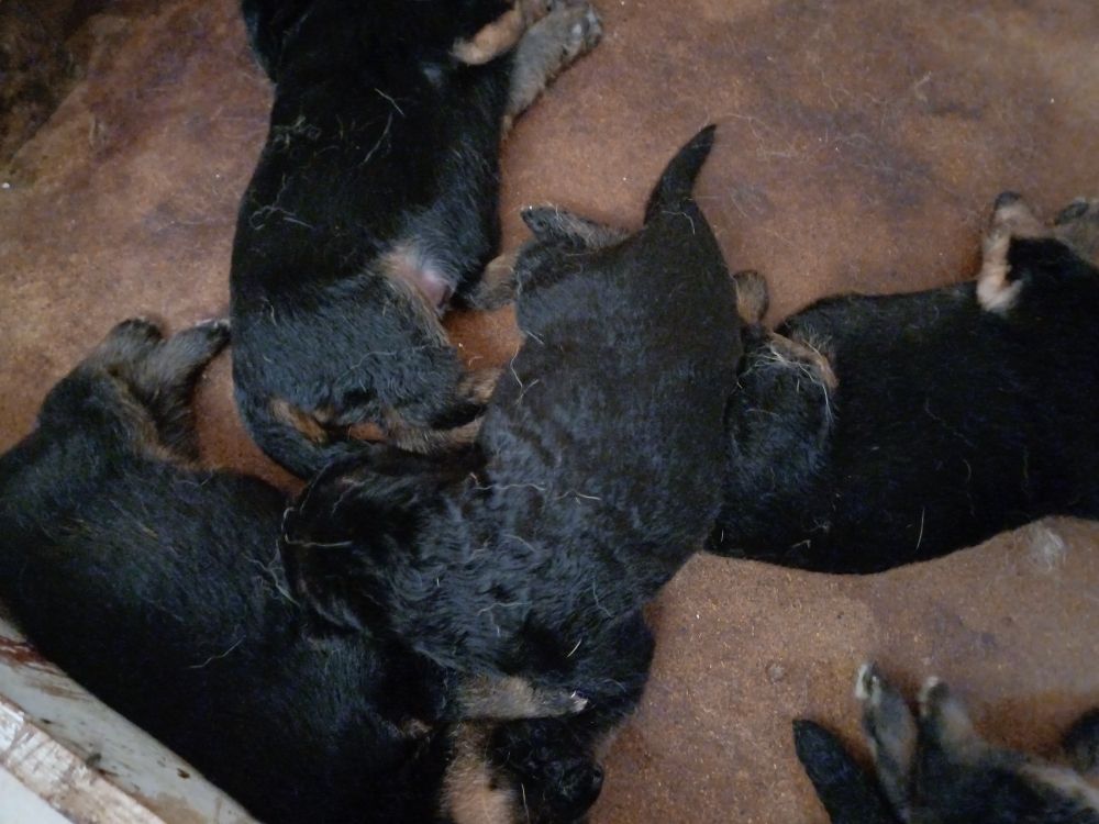 des landes d'argoat - Chiots disponibles - Berger Allemand