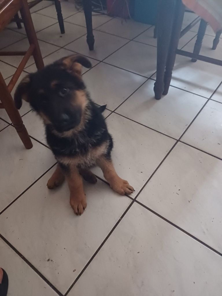 des landes d'argoat - Chiots disponibles - Berger Allemand