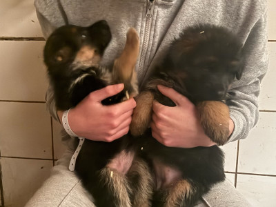 BAYA