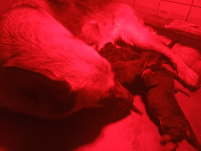 Chiot N°5