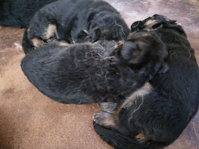 CHIOT 3