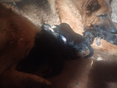CHIOT 1
