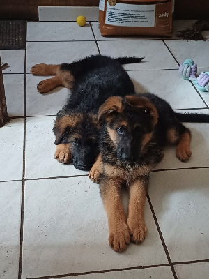 AXEL