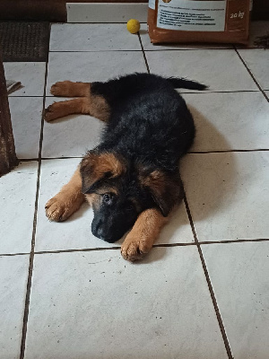 ACHILLE