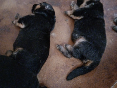 CHIOT 4