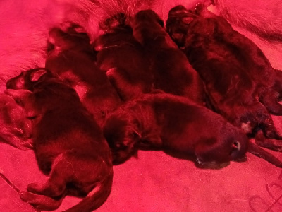 CHIOT 7