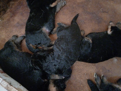 CHIOT 8