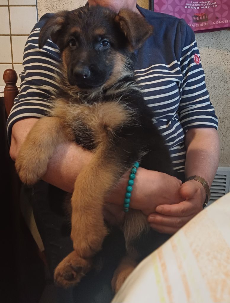 des landes d'argoat - Chiots disponibles - Berger Allemand