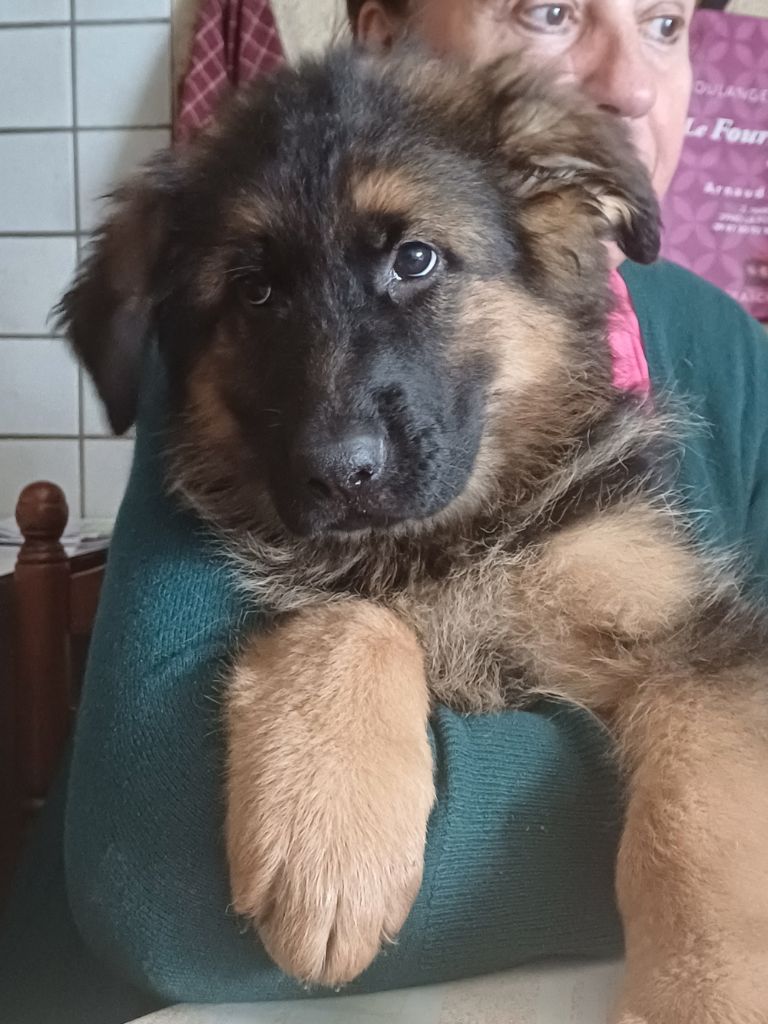 des landes d'argoat - Chiots disponibles - Berger Allemand