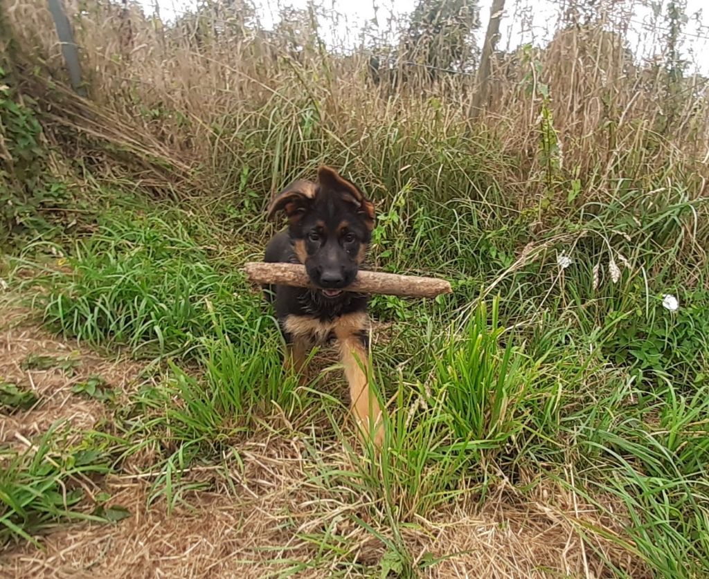 des landes d'argoat - Chiots disponibles - Berger Allemand